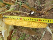 Длина початка кукурузы